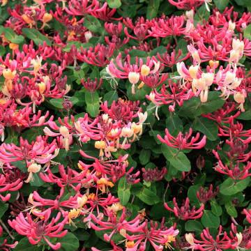 Mana Maicii Domnului ( Lonicera per Serotina), planta cataratoare - Img 3