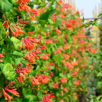 Mana Maicii Domnului rosie (Lonicera x br. Dropmore scarlet), planta gard viu, planta cataratoare, gradina japoneza - Img 4