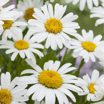Margarete (Leucanthemum Snow Lady), planta cu flori, flori alb