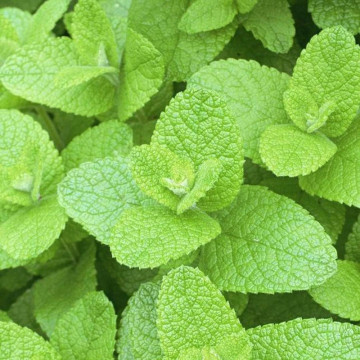 Menta cu aroma de mar (Mentha Apple Mint), planta aromatica, planta medicinala