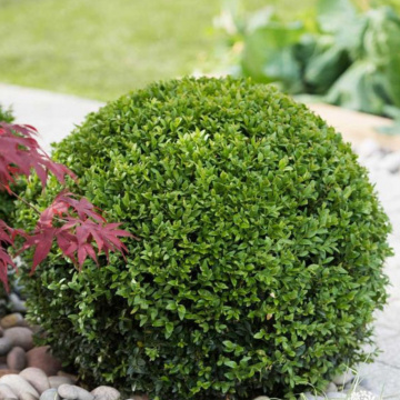 Merisor (Buxus sempervirens) 25-40 cm, planta gard viu, vesnic verde