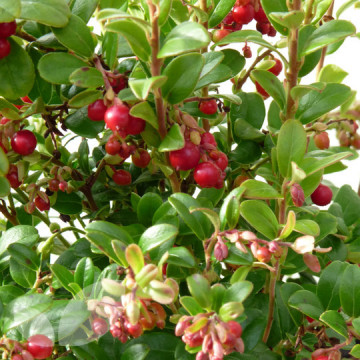 Merisor Red Pearl (Vaccinium vitis-id. 'Red pearl'), vesnic verde, arbust fructifer, flori roz