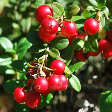 Merisor (Vaccinium macrocarpon Pilgrim), arbust fructifer