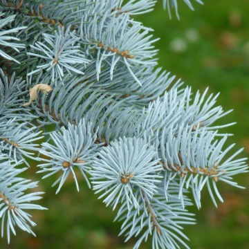 Molid argintiu altoit (Picea pungens Edit) 20-30 cm - Img 2