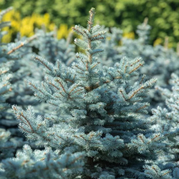 Molid argintiu (Picea pungens Super Blue Seedling), vesnic verde, conifer ornamental, frunzis albastru - Img 1