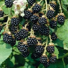 Mur fara spini (Rubus hirtus Thornless evergreen), arbust fructifer - Img 2
