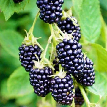 Mur Gazda (Rubus fruticosus Gazda), arbust fructifer - Img 3