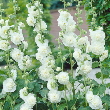 Nalba de gradina (Alcea rosea Chaters Double White), planta cu flori, flori alb - Img 2