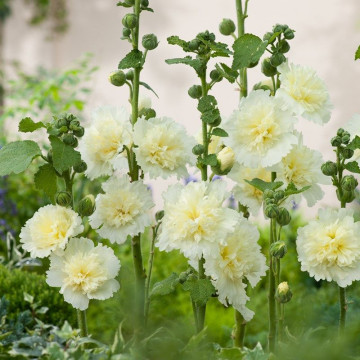 Nalba de gradina (Alcea rosea spring cel lemon), planta perena, flori galbene