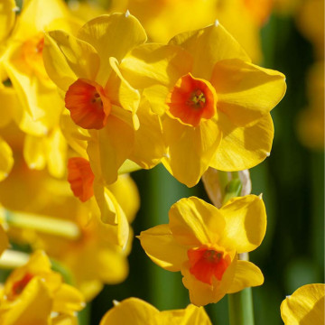 Narcise Golden Dawn (Narcissus Golden Dawn), bulbi narcise, flori galbene - Img 2