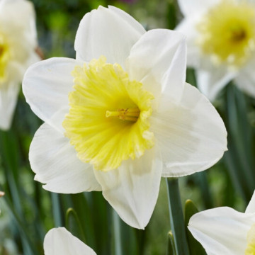 Narcise Ice follies (Narcissus Ice Follies), bulbi narcise, flori alb, galben