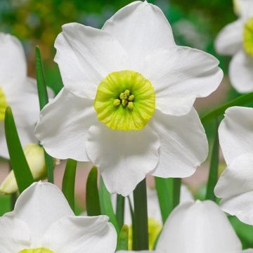 Narcise Sinopel (Narcissus Sinopel), bulbi narcise, flori alb