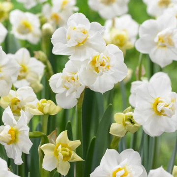 Narcise White Cheerfulness (Narcissus White Cheerfulness), bulbi narcise, flori alb - Img 3