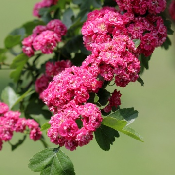 Paducel decorativ (Crataegus laevigata Paul's Scarlet), arbust ornamental, flori roz - Img 2