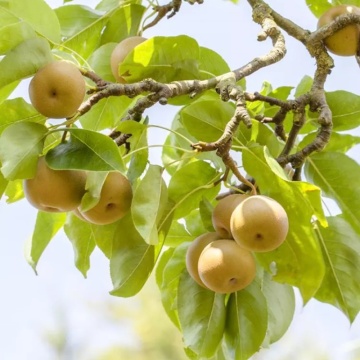 Par salbatic (Pyrus pyraster) 60-90 cm, pom fructifer, planta melifera