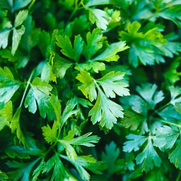 Patrunjel (Petroselinum crispum ), planta aromatica - Img 2