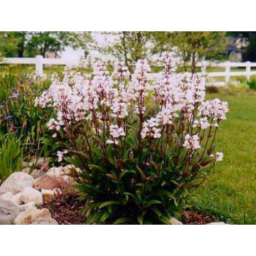 Penstemon (Penstemon digitalis husker red) ghiveci 2 l, planta perena, flori alb, frunzis multicolor - Img 2
