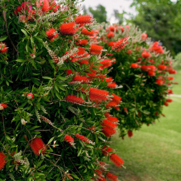 Perie de sticla rosie (Callistemon Laevis), vesnic verde, arbust ornamental, flori rosu - Img 3