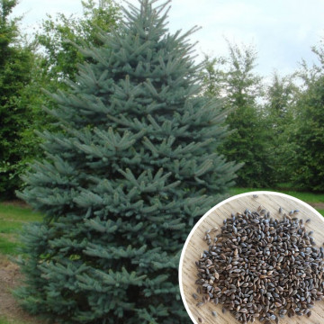 Picea pungens glauca (Molid argintiu) seminte 100 buc, conifer ornamental - Img 2