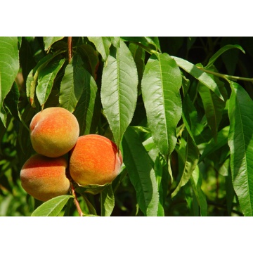 Piersic de toamna (Prunus persica)