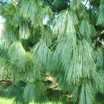 Pin de Himalaia (Pinus griffitti/wallchiana), vesnic verde, conifer ornamental