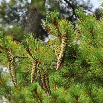 Pin neted (Pinus strobus), vesnic verde, conifer ornamental - Img 3