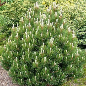Pin pitic (Pinus mugo 'Mughus'), vesnic verde, conifer ornamental - Img 3
