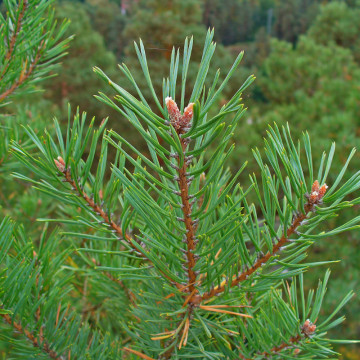 Pin silvestru (Pinus sylvestris), vesnic verde, conifer ornamental - Img 2
