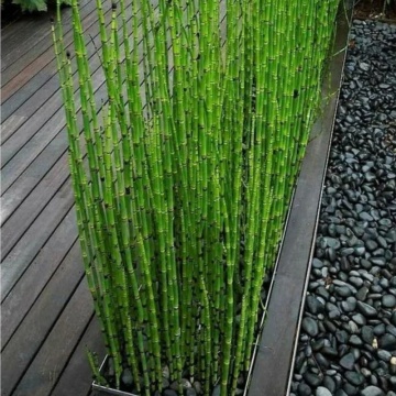 Pipirigul (Equisetum hyemale), vesnic verde, planta perena - Img 3