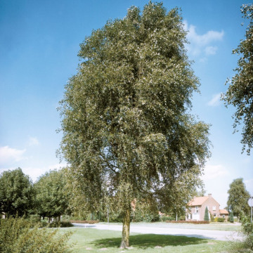 Plop chinezesc (Populus simonii), perdea forestiera - Img 2