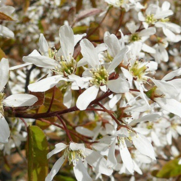 Pomul de stafide (Amelanchier alnifolia Mandam), planta gard viu, arbust fructifer - Img 2