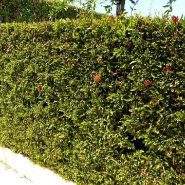 Rodie pitica (Punica granatum Nana), arbust ornamental - Img 4