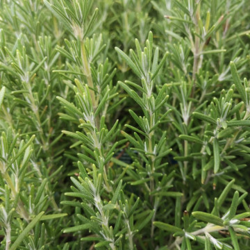 Rozmarin (Rosmarinus Blue Winter), vesnic verde, planta aromatica, frunzis albastru - Img 4
