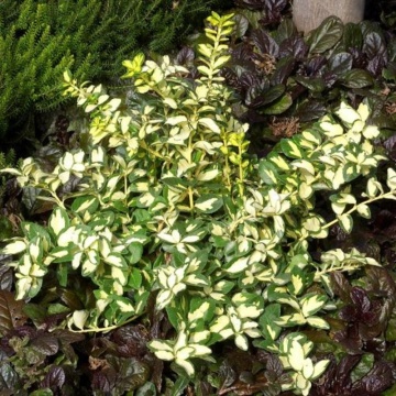 Salba galbena (Euonymus fortunei Sunspot), planta gard viu, vesnic verde, frunzis galben, verde - Img 2