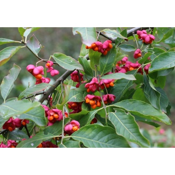 Salba moale (Euonymus europaeus) - Img 2