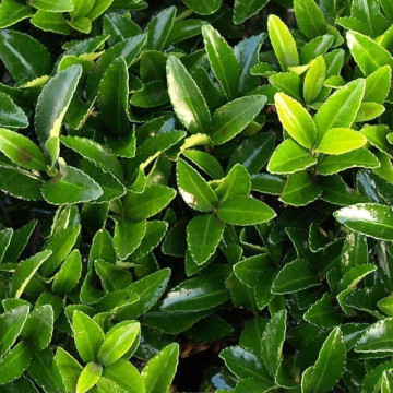 Salba vesnic verde (Euonymus japonicus Jean Hugues), planta gard viu