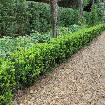 Salba vesnic verde (Euonymus japonicus), planta gard viu, frunzis verde-galben