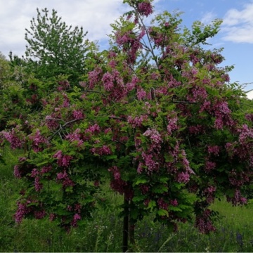 Salcam cu flori rosii (Robinia × mar. Georgia da Torino), arbore ornamental, planta melifera, planta parfumata - Img 2