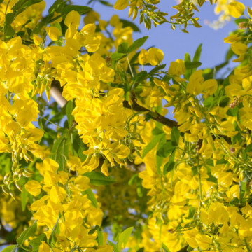 Salcam galben (Laburnum anagyroides) 20-40 cm - Img 4