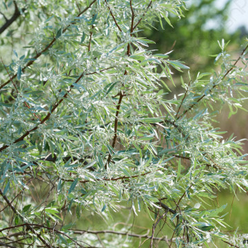 Salcioara (Elaeagnus commutata), planta gard viu, arbust ornamental, perdea forestiera - Img 2