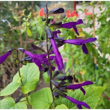 Salvia guarantica sar Lilac and Black