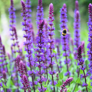 Salvie (Salvia nemorosa Salvatore Blue), planta perena, planta aromatica, planta medicinala - Img 2
