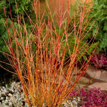 Sanger decorativ ( Cornus sanguinea Winter Beauty), arbust ornamental