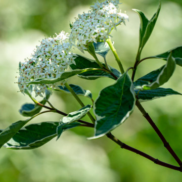 Sanger decorativ Elegantissima (Cornus alba Elegantissima), planta gard viu, planta ornamentala, frunzis verde-argintiu - Img 3