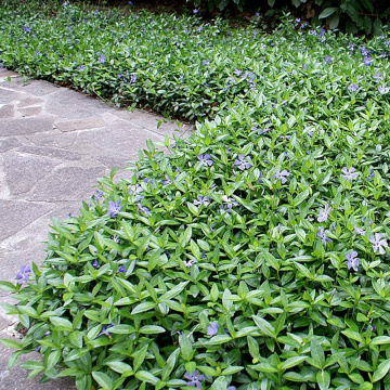 Saschiu (Vinca major Deep Blue), planta acoperitoare de sol - Img 2