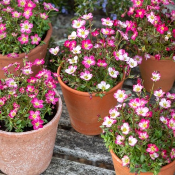 Saxifraga roz (Saxifraga X Arendesii Carpet Pink), vesnic verde, planta acoperitoare de sol, flori roz - Img 2