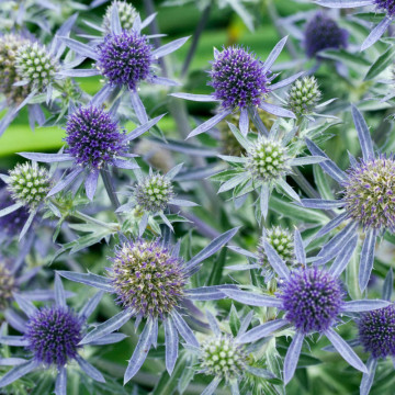 Scai vanat (Eryngium planum Blue hobbit), vesnic verde, planta perena, flori albastru - Img 3