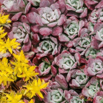 Sedum spathulifolium Purpureum, planta perena