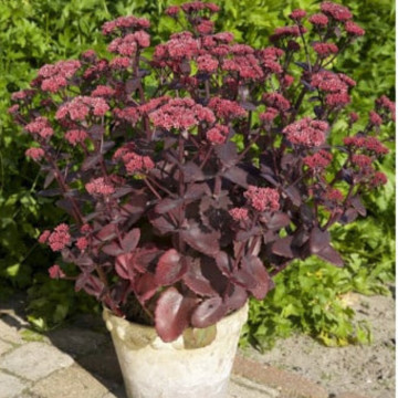 Sedum telephium Seduction Cherry Chocolate - Img 2