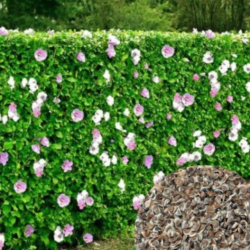 Semințe Hibiscus syriacus – Trandafir chinezesc de grădină 100 buc